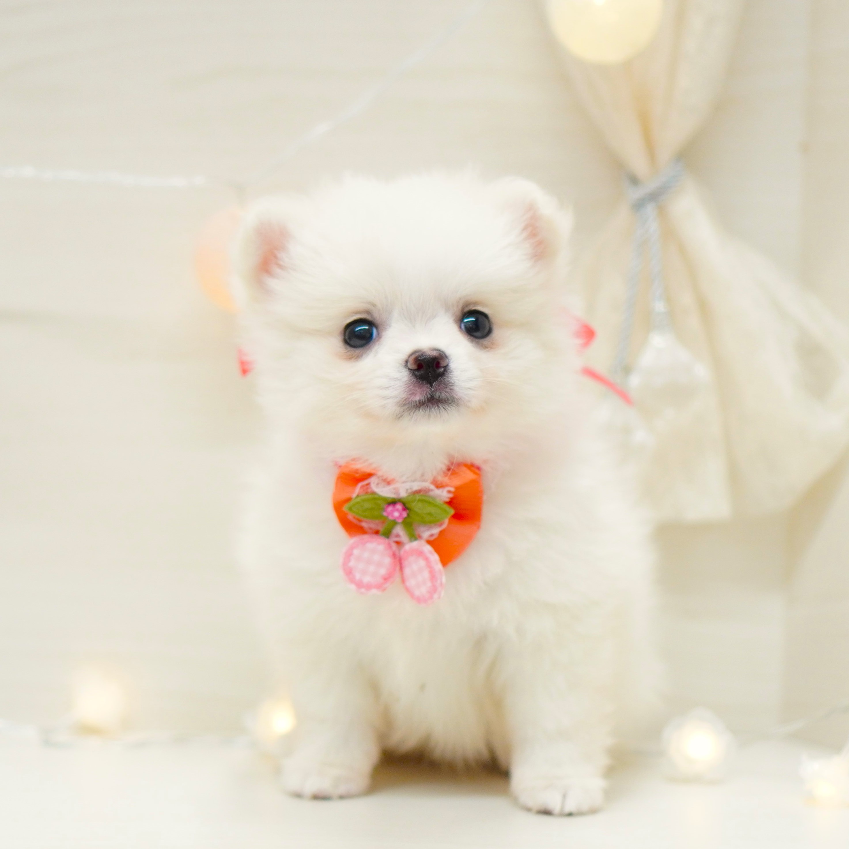 ぽかぽかいい天気✨ | ペットショップ 犬の家&猫の里 | 子犬だけ